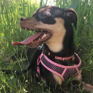 Meet your Posher, Shelby